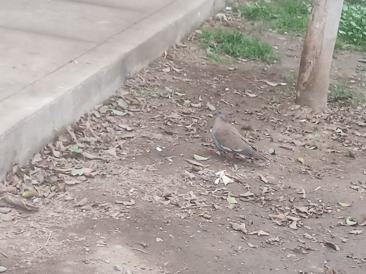 West Peruvian Dove - ML638334365