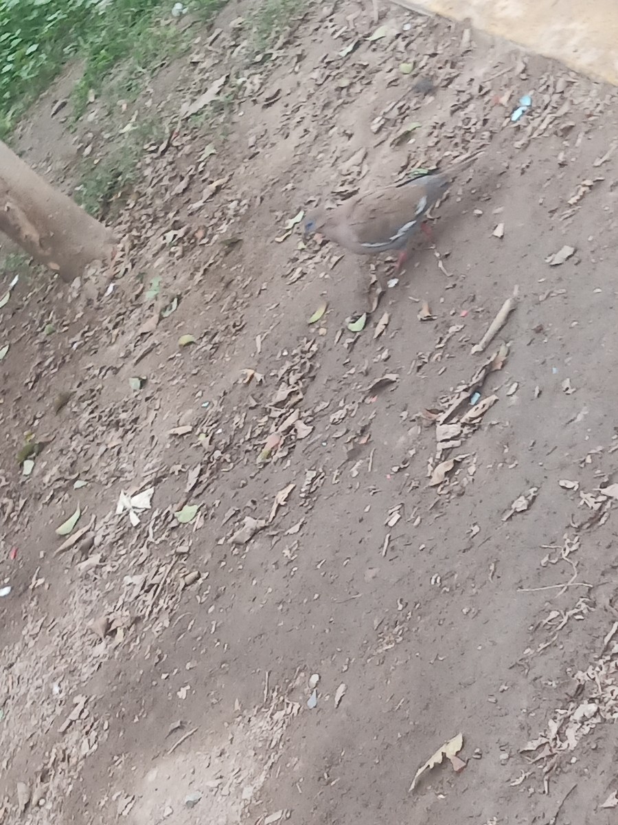 West Peruvian Dove - ML638334366