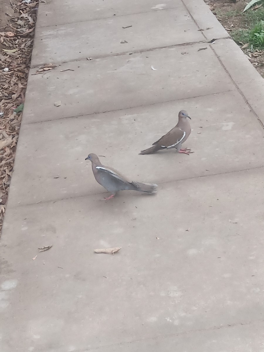 West Peruvian Dove - ML638334369