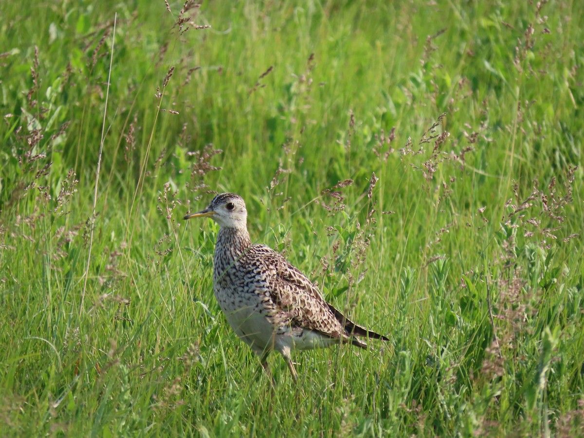 Upland Sandpiper - ML638334371