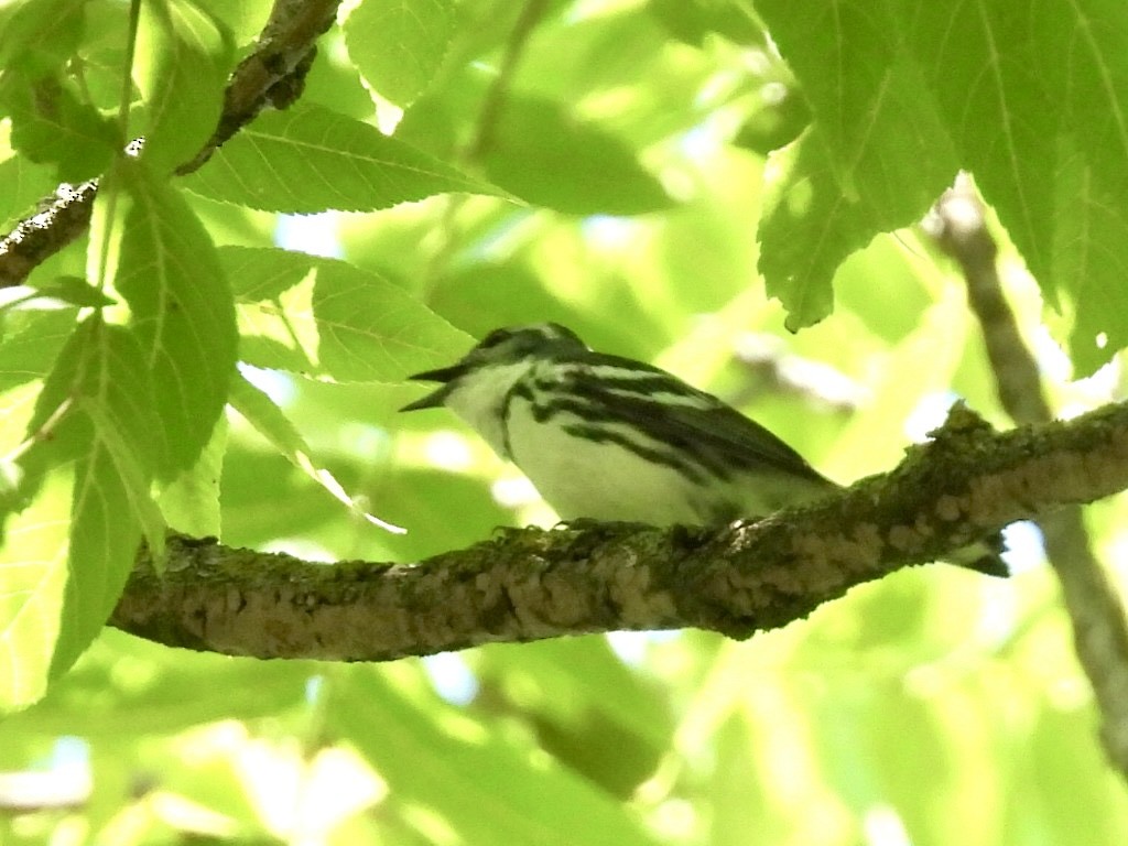 Cerulean Warbler - ML638334381