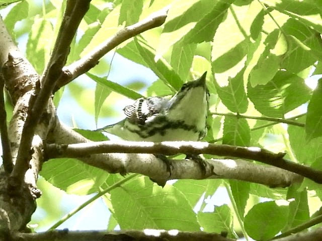 Cerulean Warbler - ML638334382