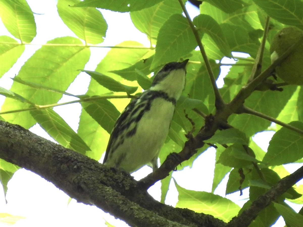 Cerulean Warbler - ML638334383