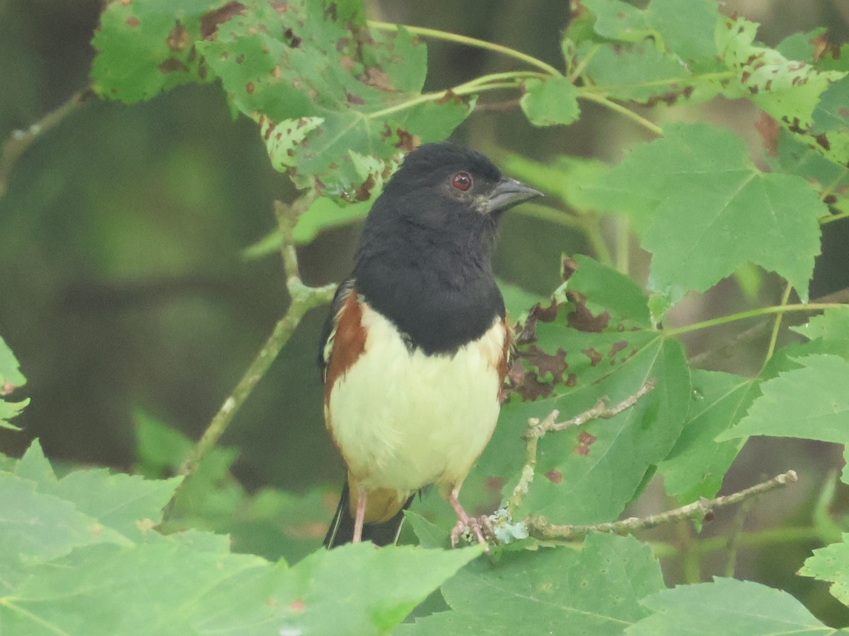 Eastern Towhee - ML638334392
