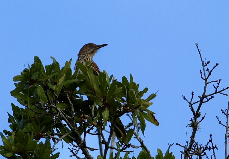 Brown Thrasher - ML638334406