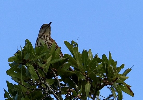 Brown Thrasher - ML638334407