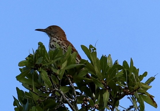 Brown Thrasher - ML638334408