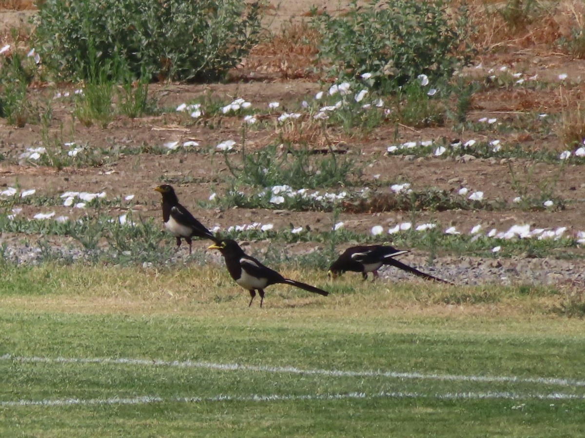 Yellow-billed Magpie - ML638334411