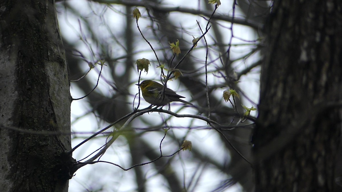 Pine Warbler - ML638334419