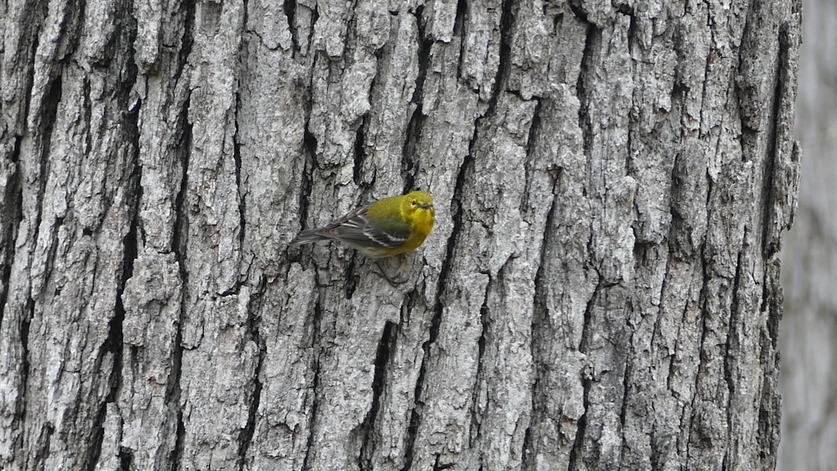 Pine Warbler - ML638334420