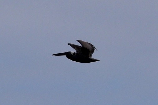Brown Pelican - ML638334422