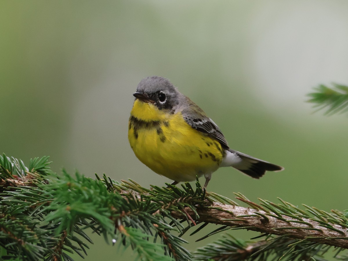 Magnolia Warbler - ML638334439