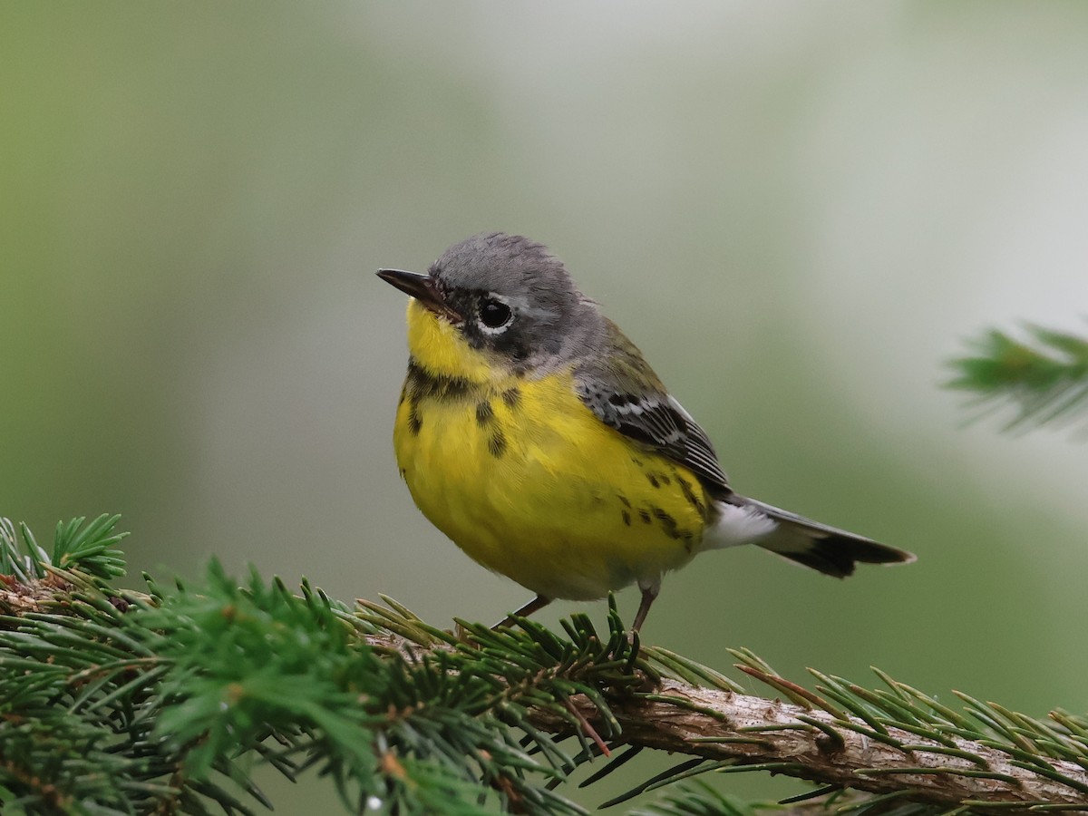 Magnolia Warbler - ML638334440