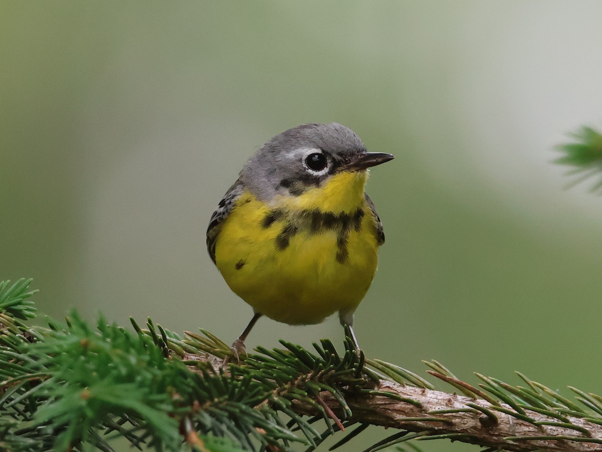 Magnolia Warbler - ML638334441