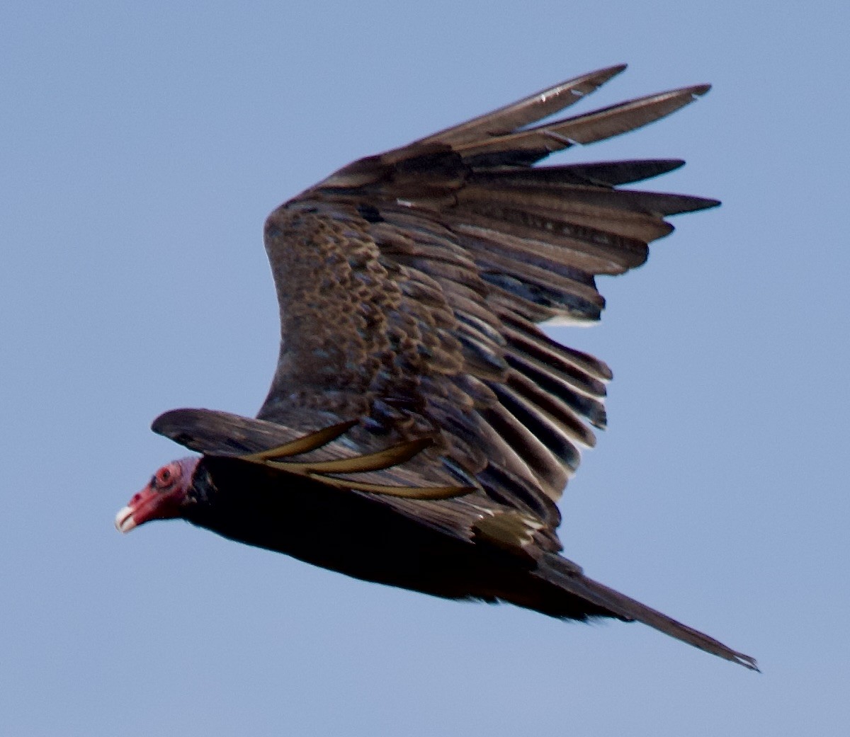 Turkey Vulture - ML638334443