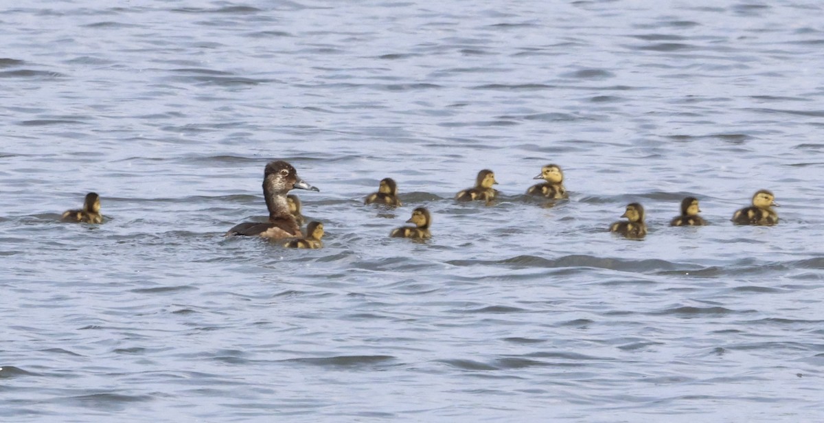Ring-necked Duck - ML638334444