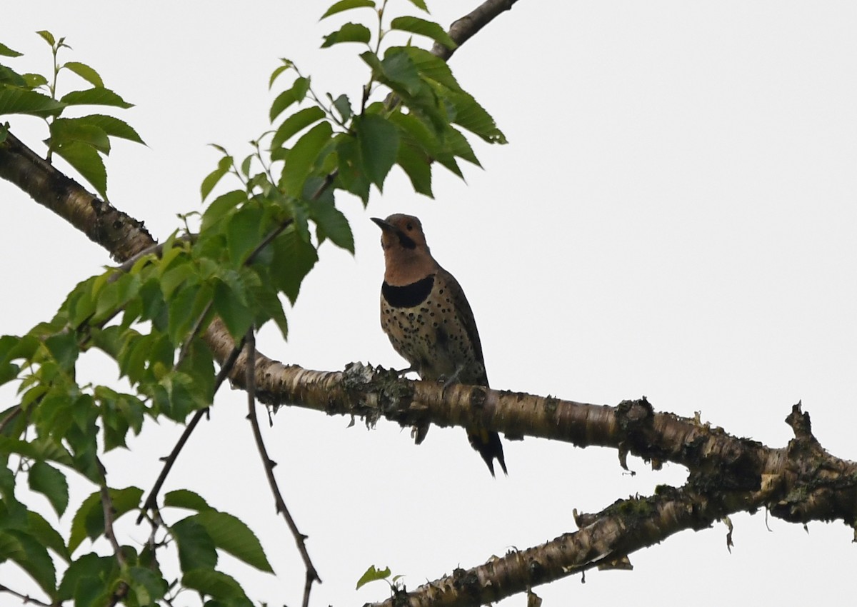 Northern Flicker - ML638334453
