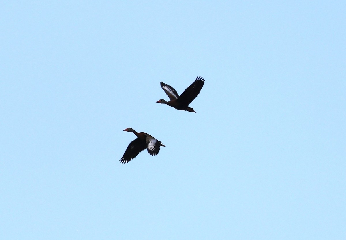 Black-bellied Whistling-Duck - ML638334458