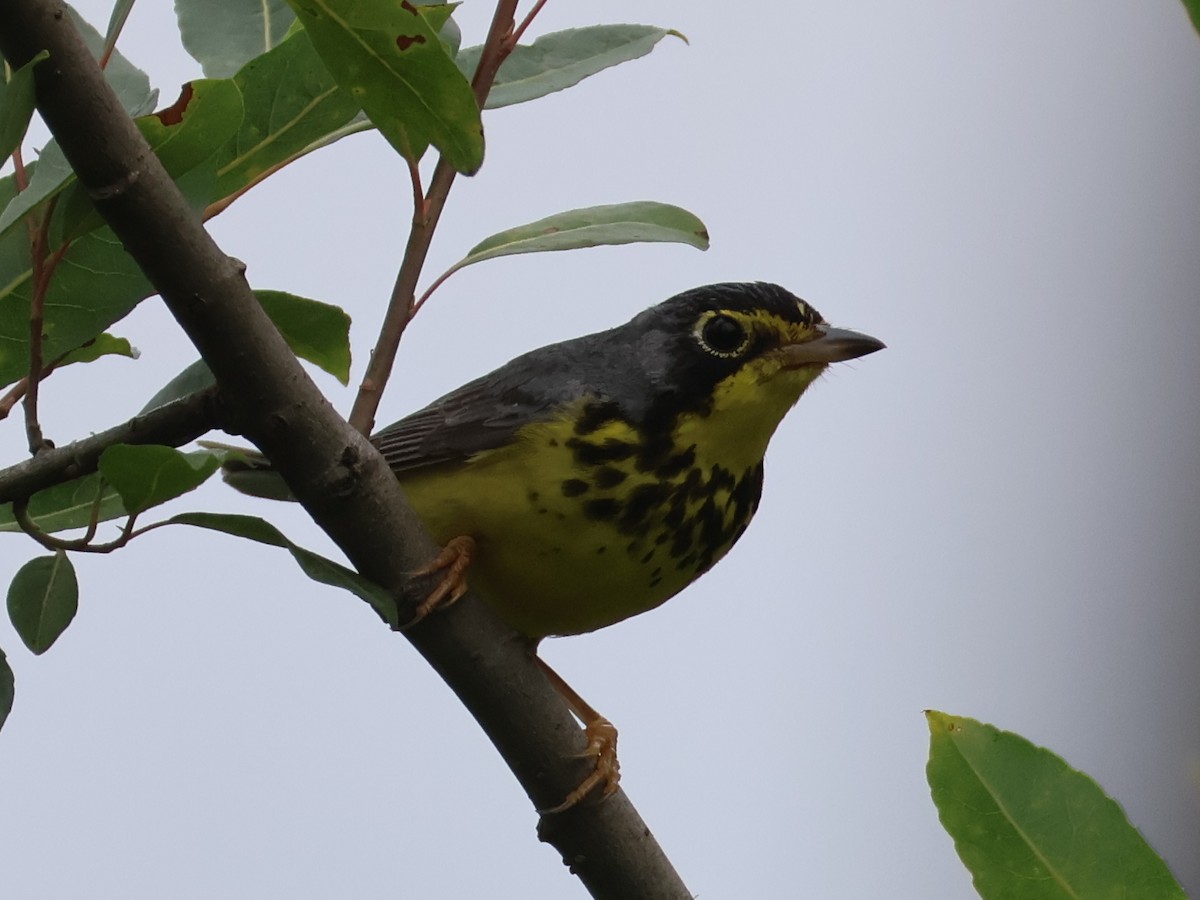 Paruline du Canada - ML638334459