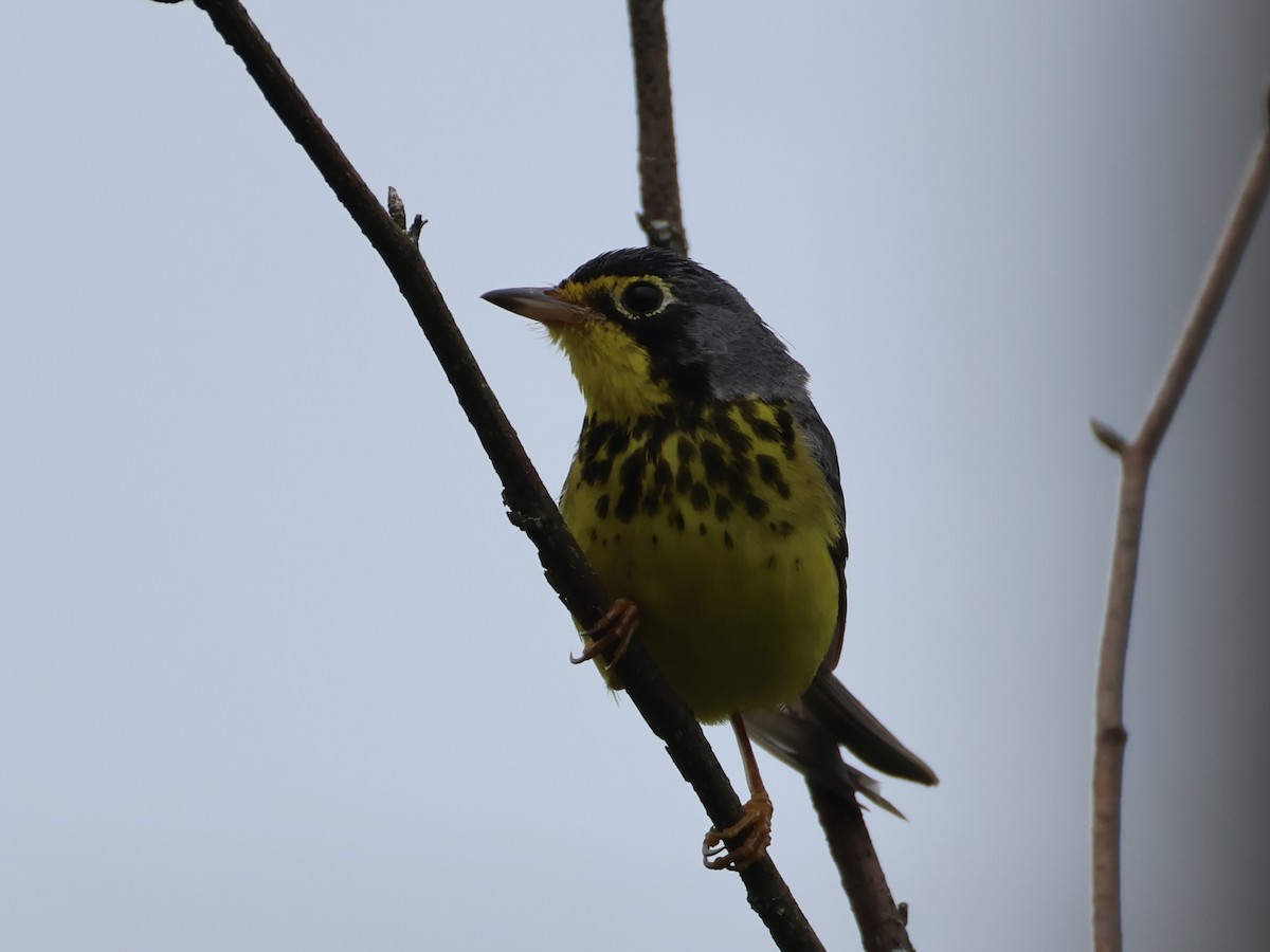 Paruline du Canada - ML638334460