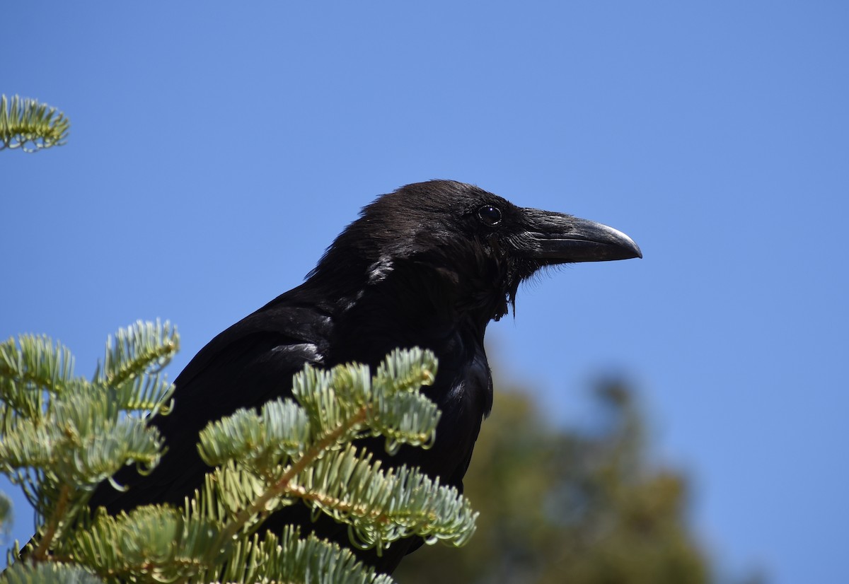 Common Raven - ML638334462