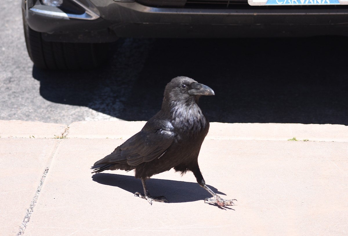 Common Raven - ML638334464