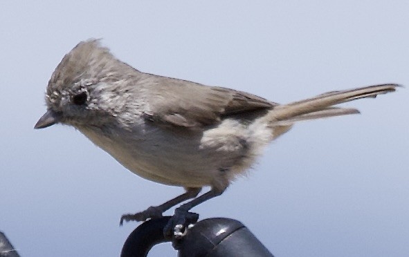 Oak Titmouse - ML638334465