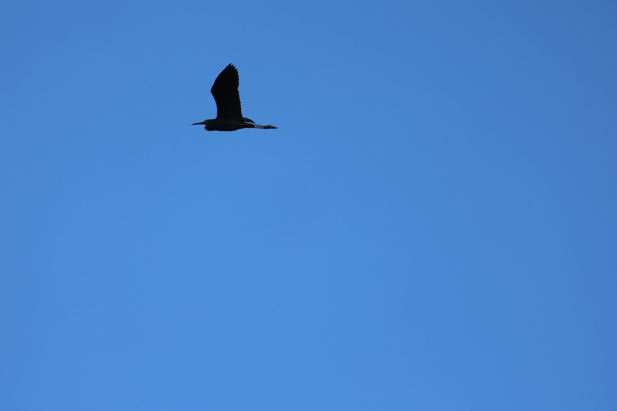 Little Blue Heron - ML638334467
