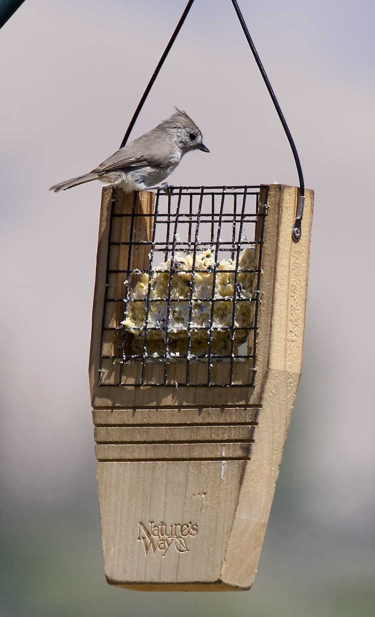 Oak Titmouse - ML638334477