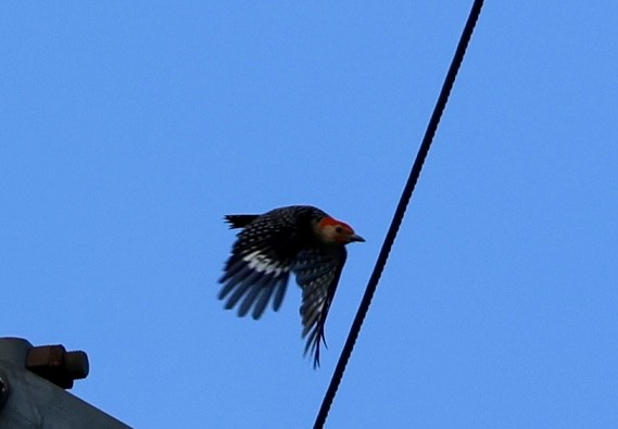 Red-bellied Woodpecker - ML638334478