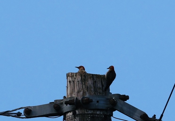 Red-bellied Woodpecker - ML638334479