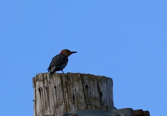 Red-bellied Woodpecker - ML638334480
