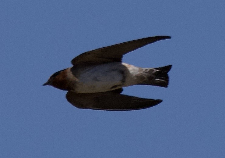 Cliff Swallow - ML638334481