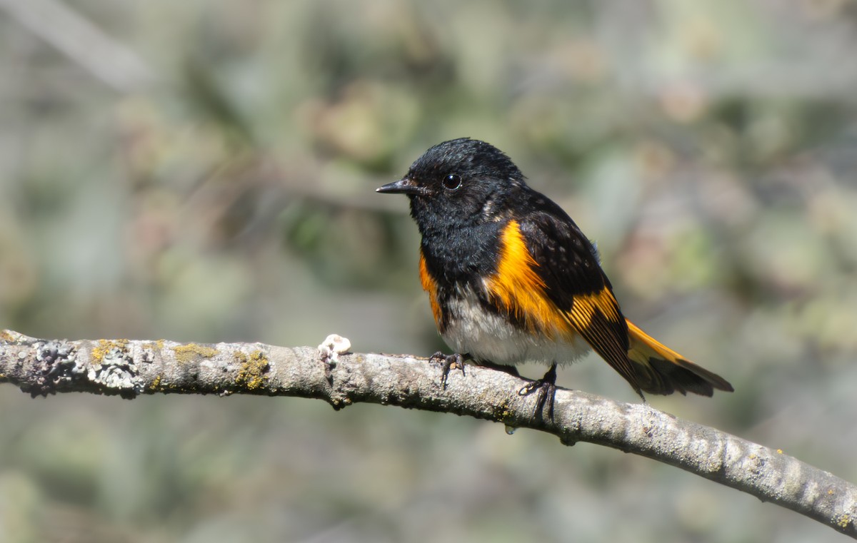 rødstjertparula - ML638334485