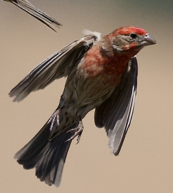 House Finch - ML638334486