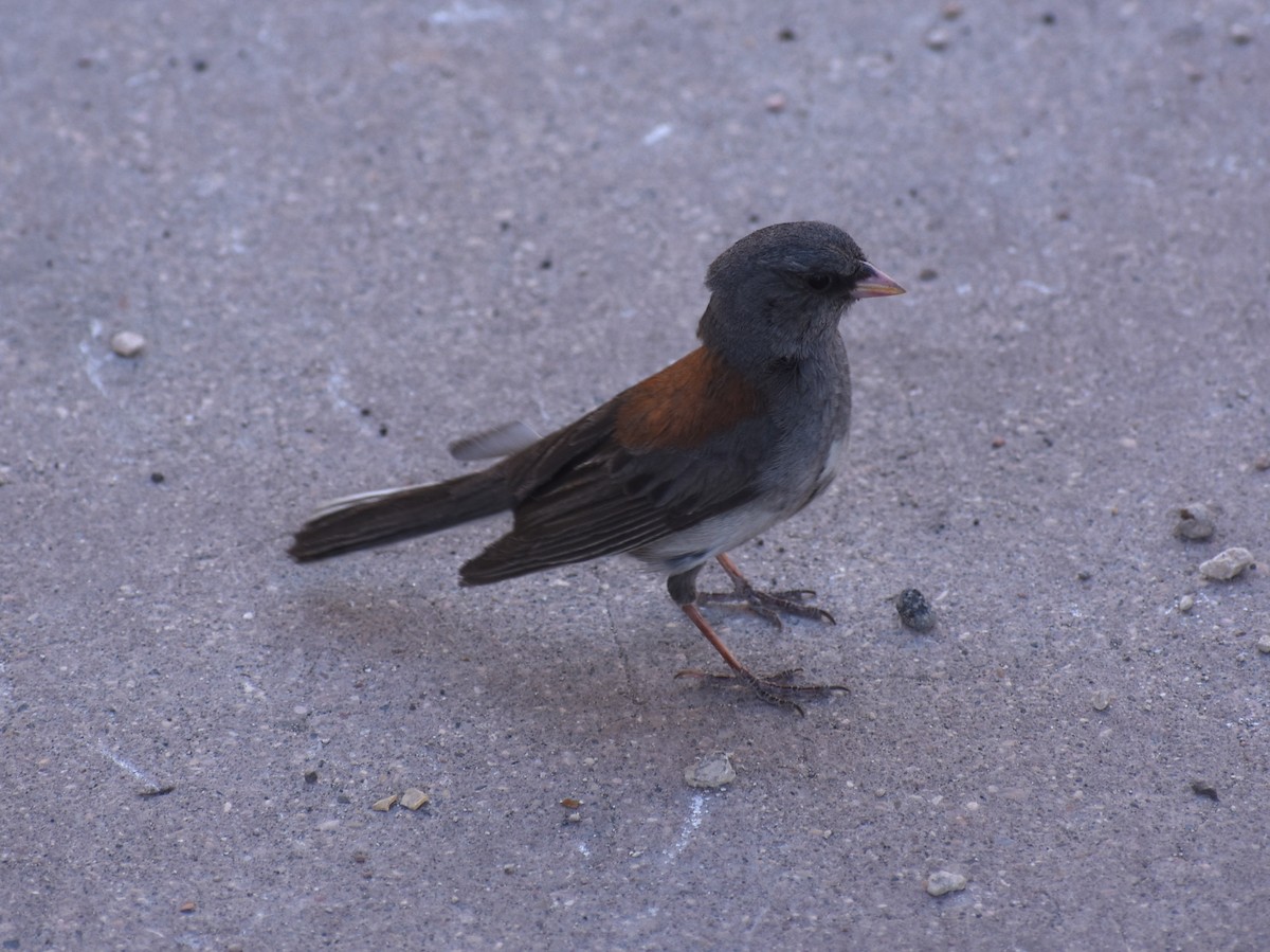 Dark-eyed Junco (Gray-headed) - ML638334490