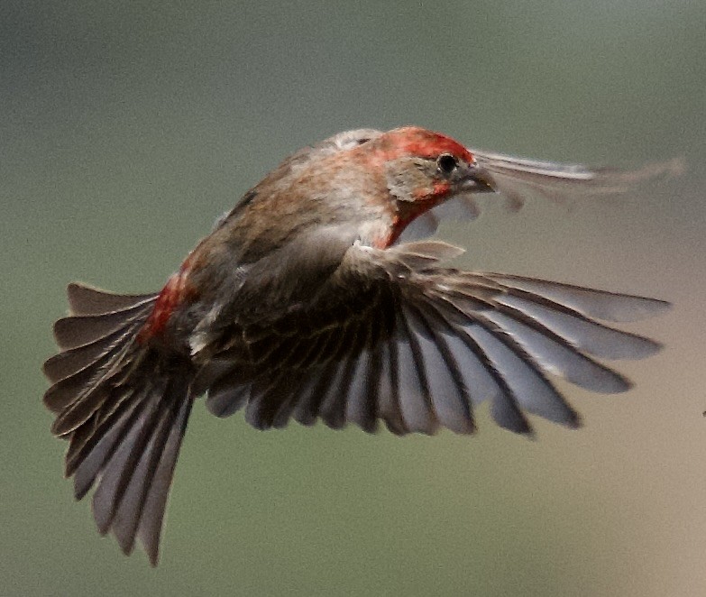 House Finch - ML638334494