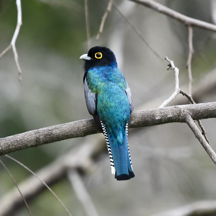 monokkeltrogon - ML638334495