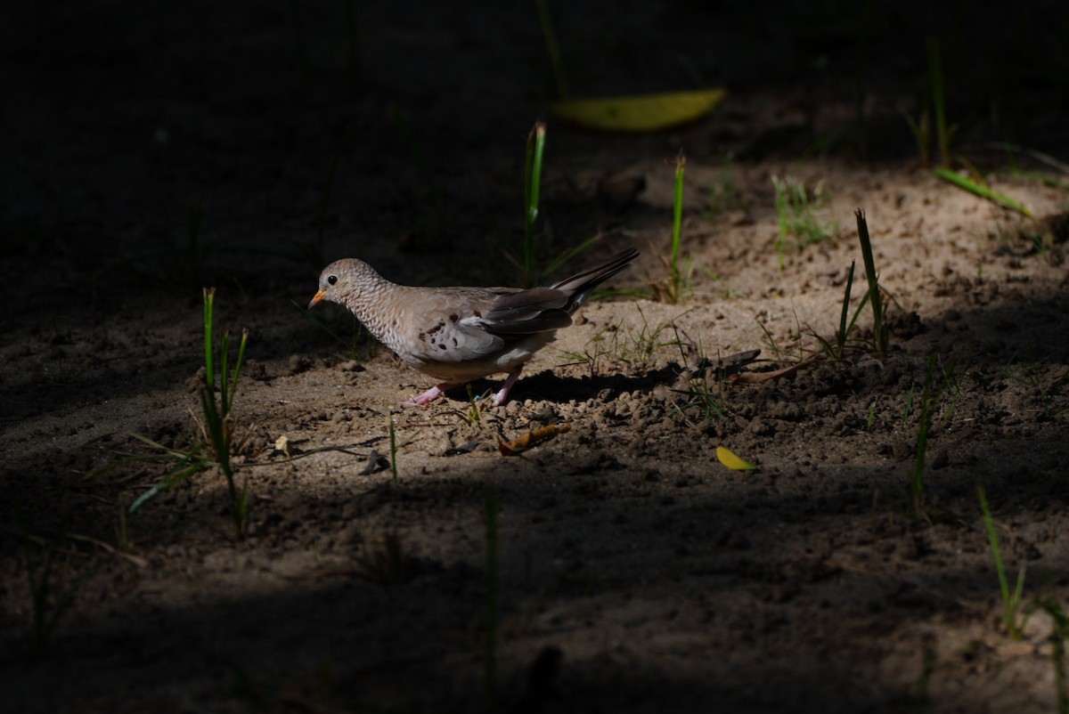 Common Ground Dove - ML638334496