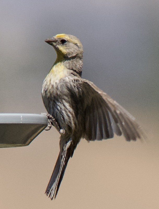 House Finch - ML638334497