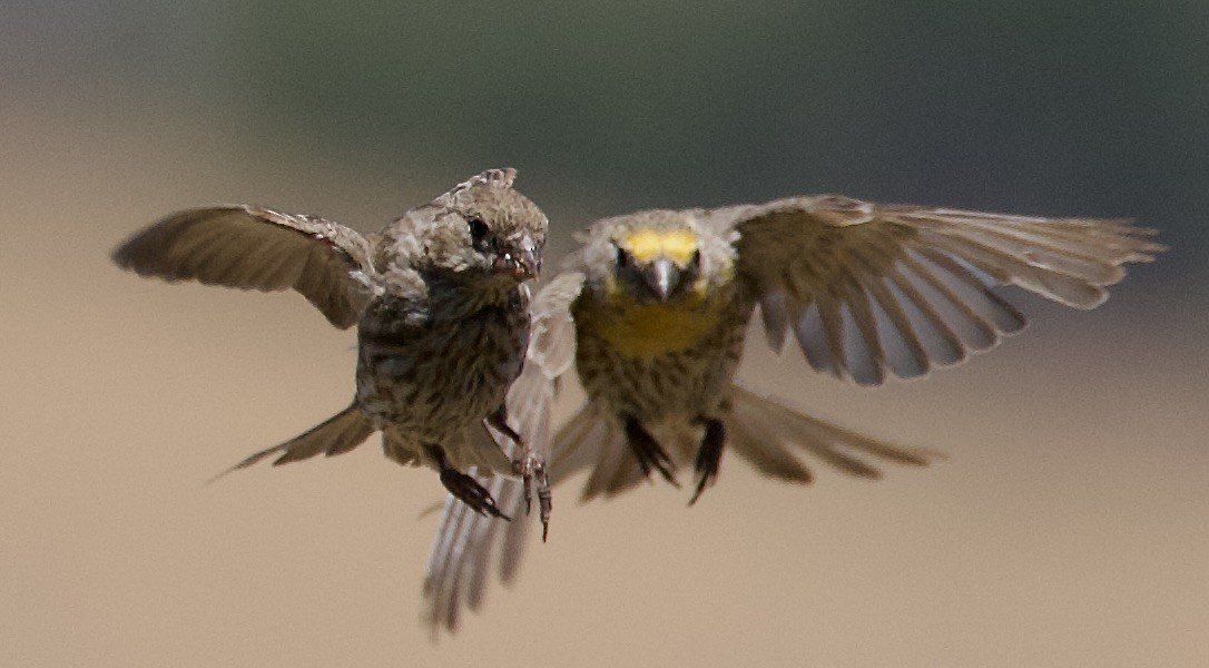 House Finch - ML638334509