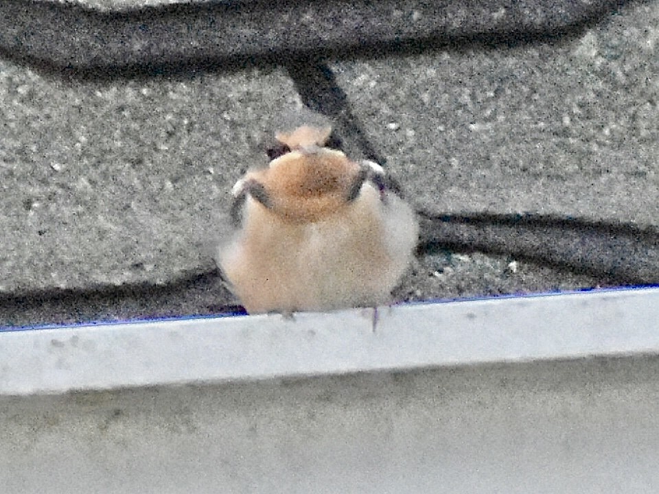 Barn Swallow (American) - ML638334521