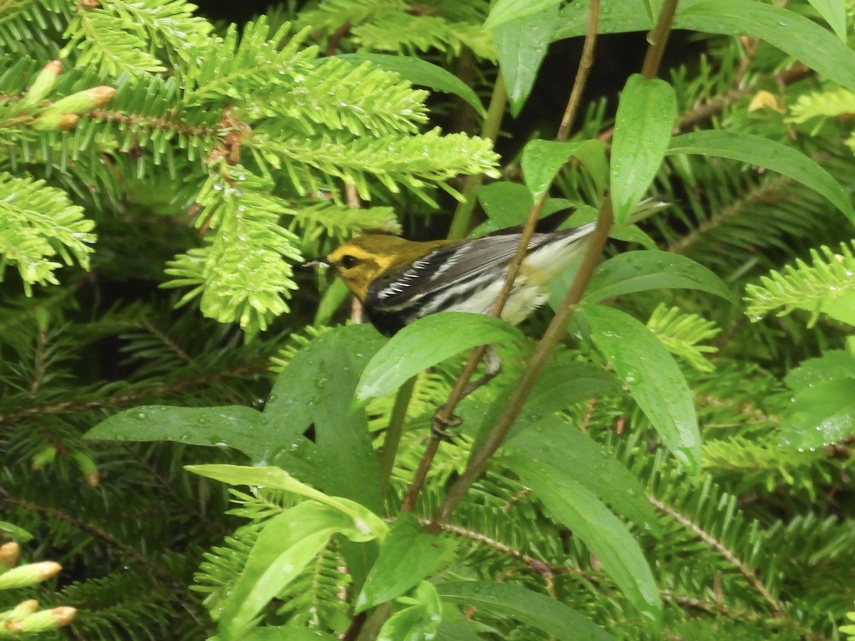 Grünmantel-Waldsänger - ML638334522