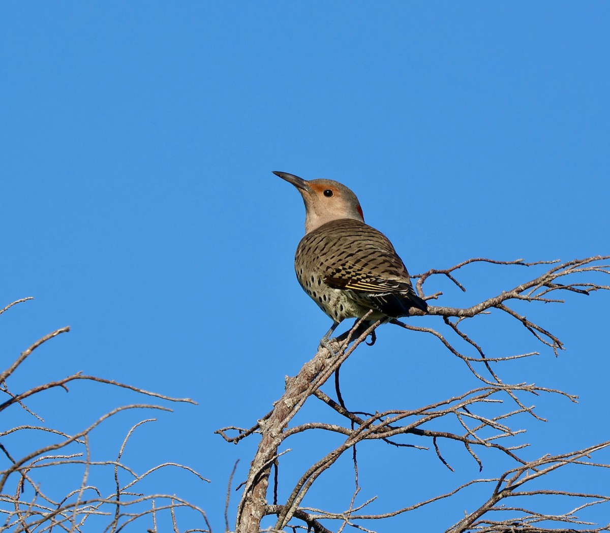 Northern Flicker - ML638334527