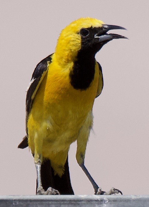 palmetrupial - ML638334534
