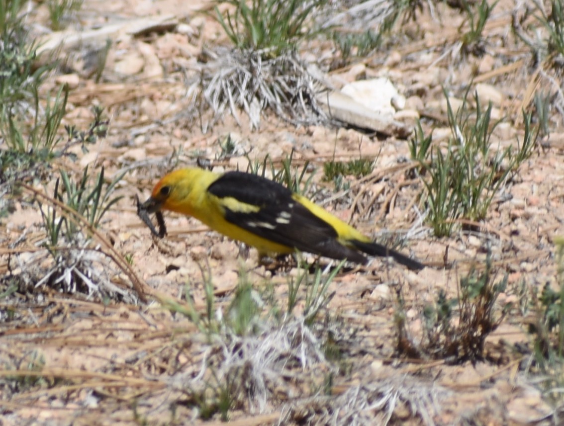 Western Tanager - ML638334539