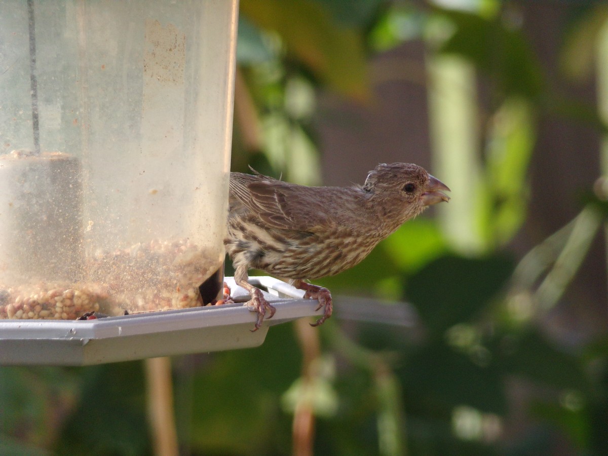 House Finch - ML638334540