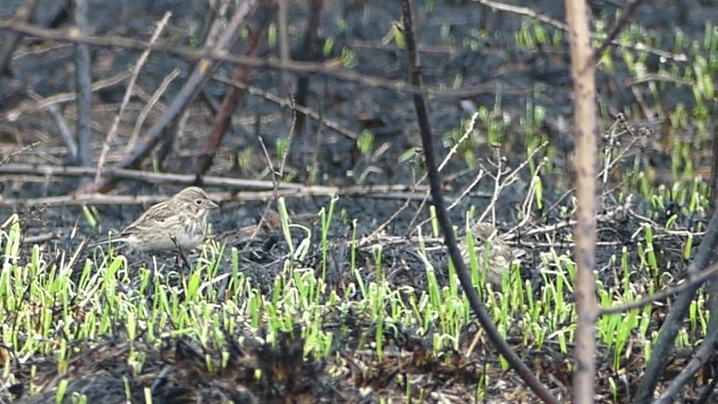 Vesper Sparrow - ML638334560