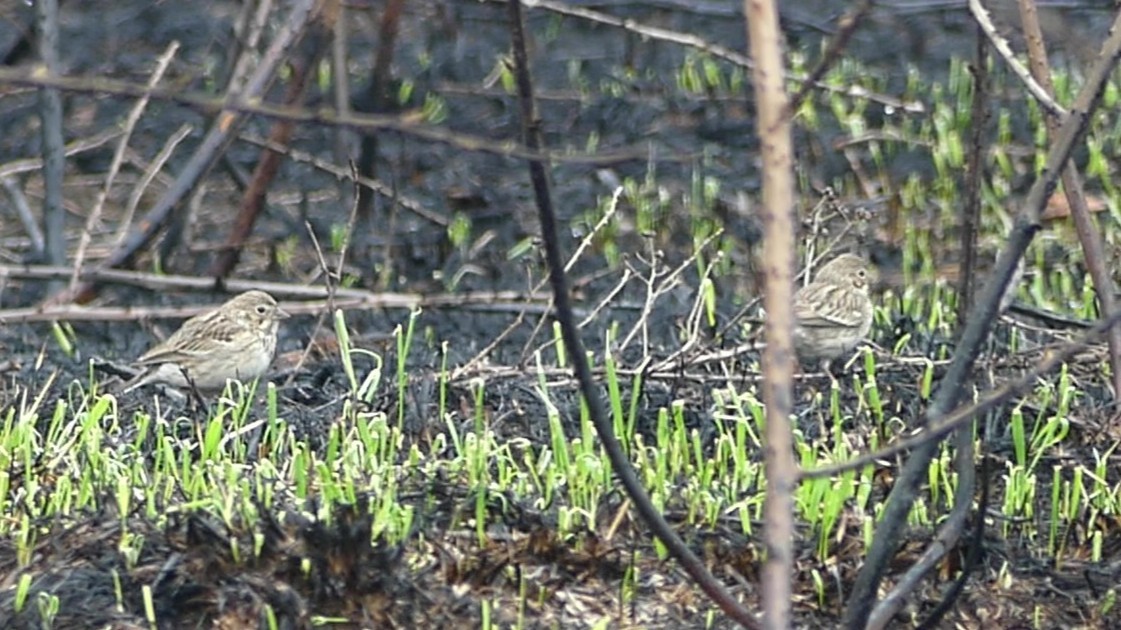 Vesper Sparrow - ML638334561