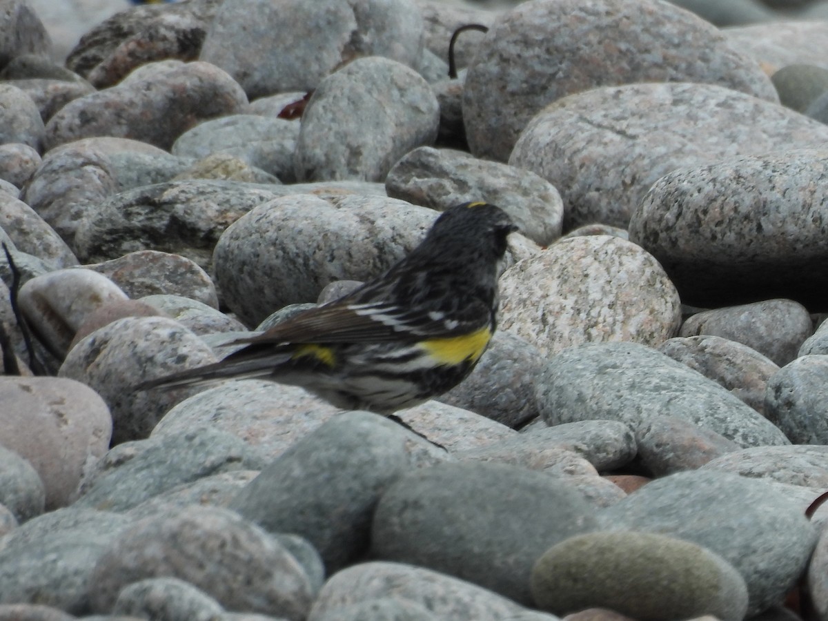 Yellow-rumped Warbler - ML638334573